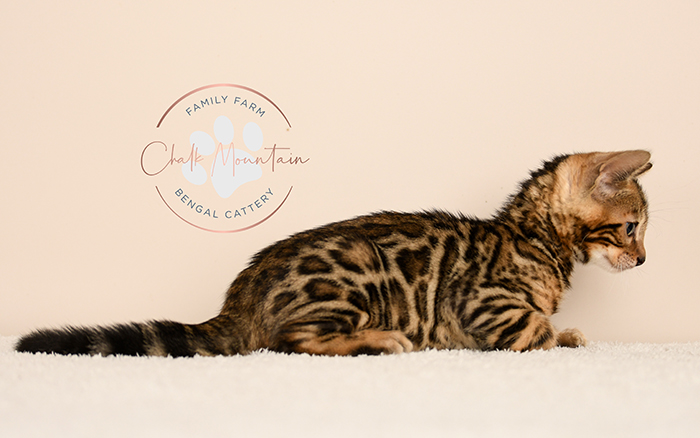 Bengal kitten for sale